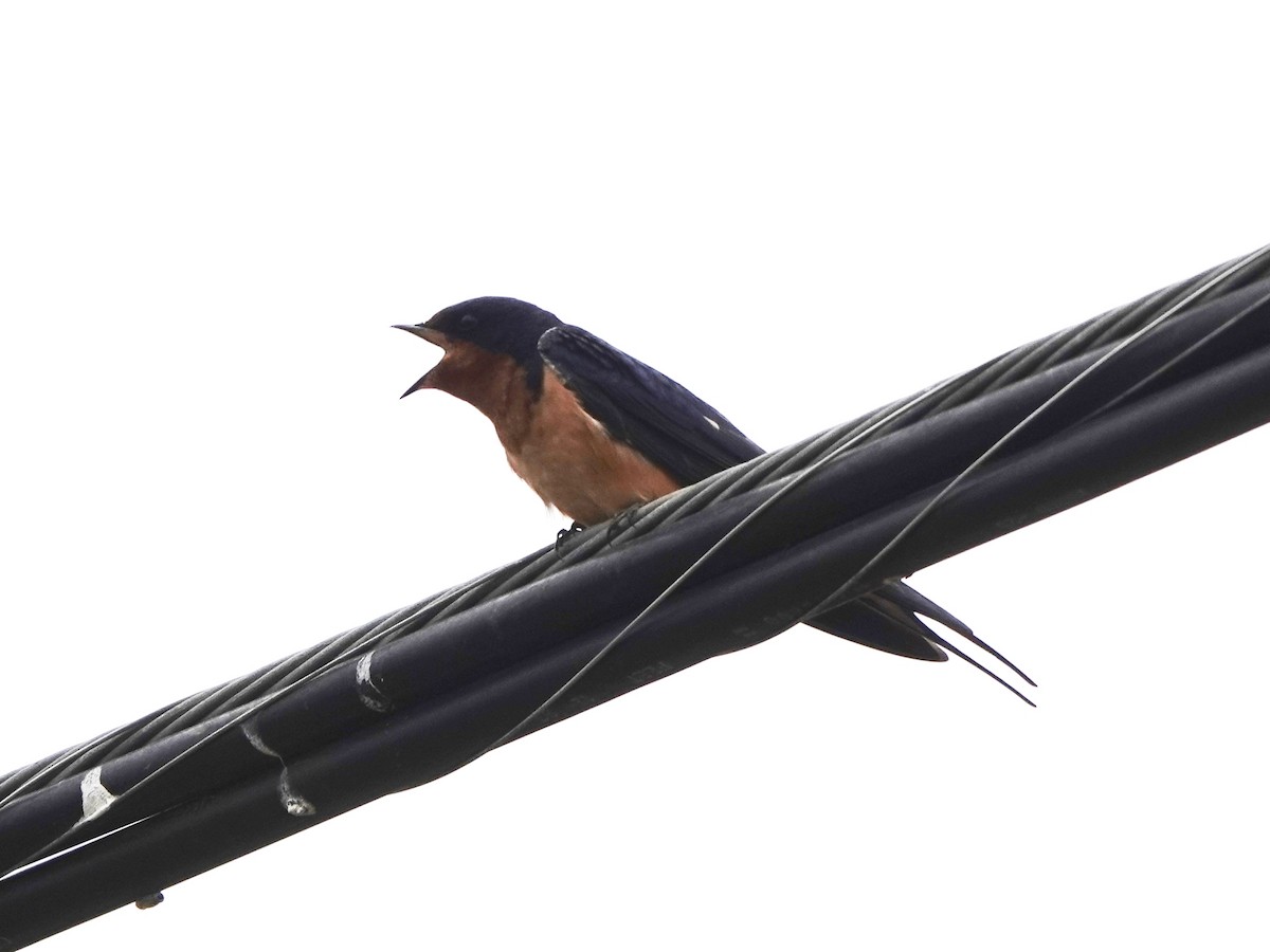 Barn Swallow - Norman Uyeda