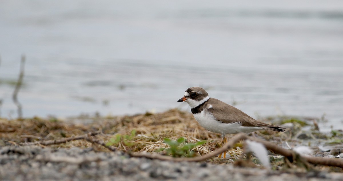 Semipalmated Plover - ML32877361