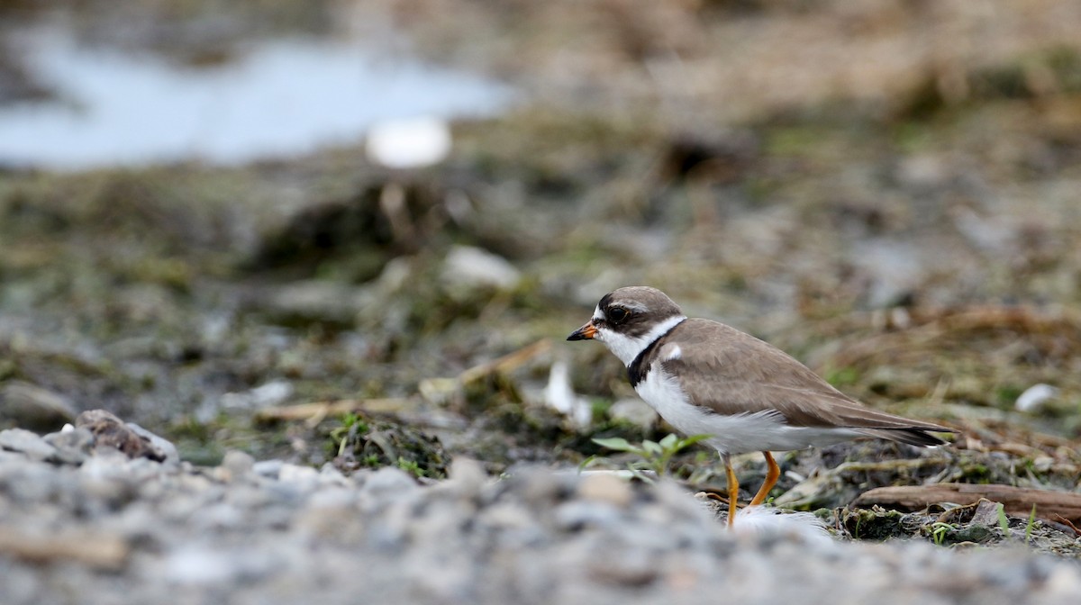 Semipalmated Plover - ML32877371