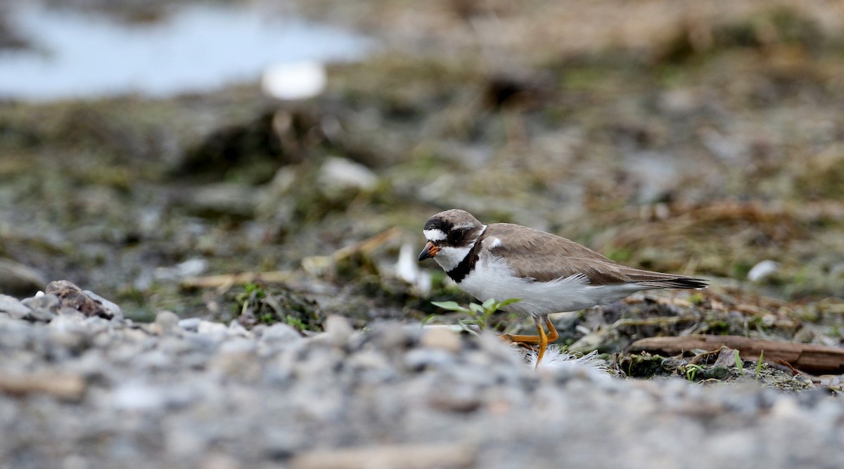 Semipalmated Plover - ML32877391