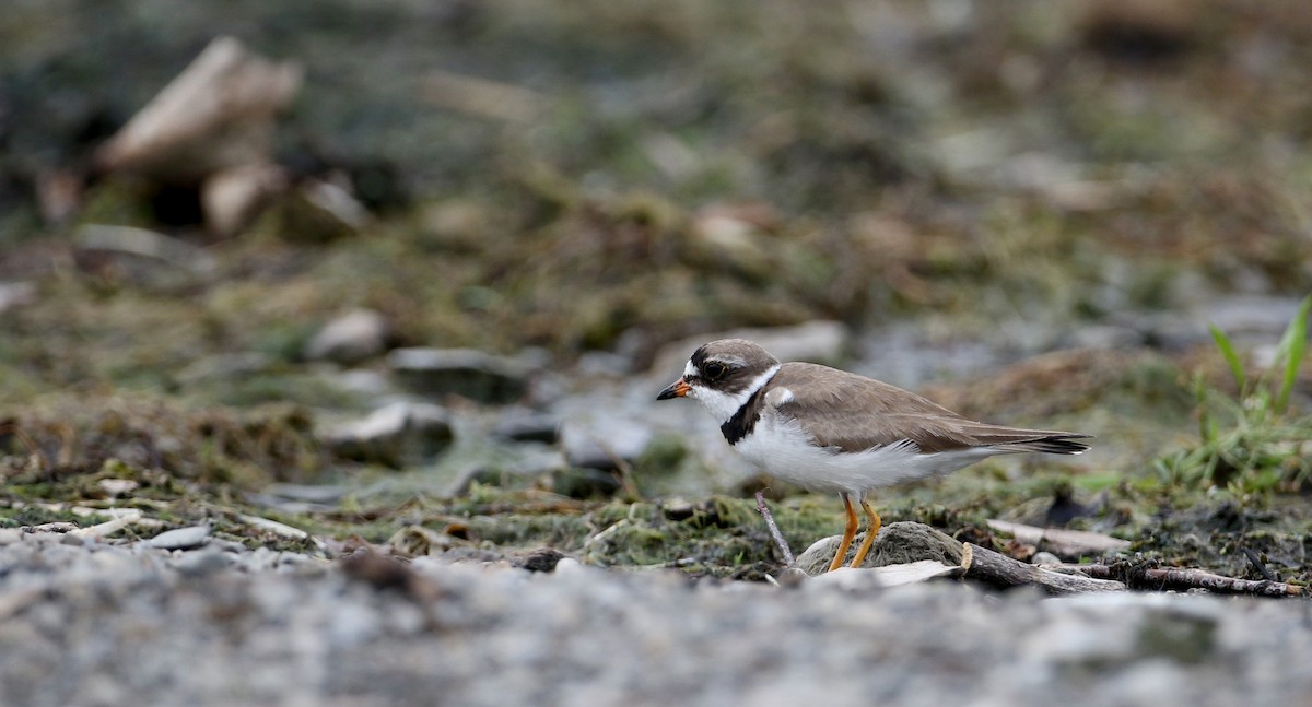 Semipalmated Plover - ML32877401