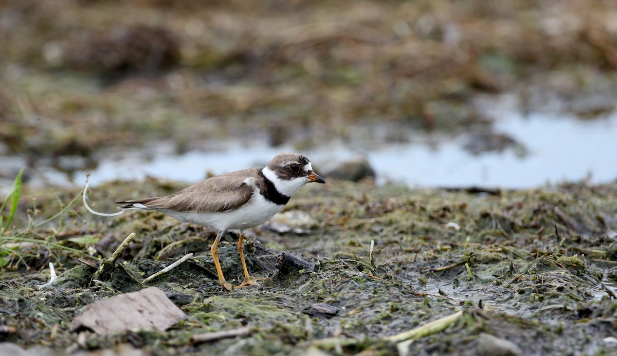 Semipalmated Plover - ML32877441