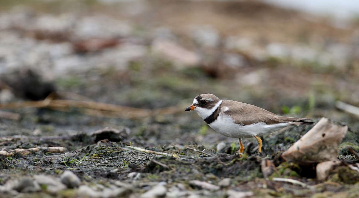 Semipalmated Plover - ML32877451
