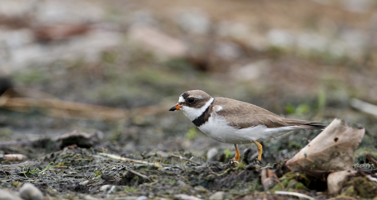 Semipalmated Plover - ML32877461