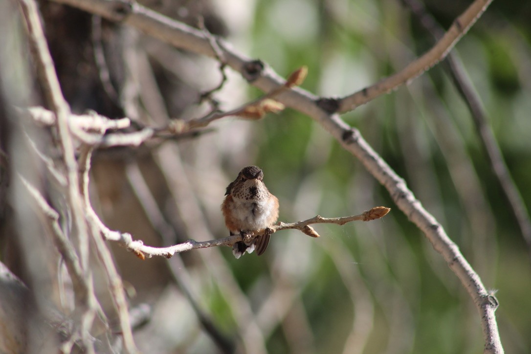 Rufous Hummingbird - Bobby Figarotta