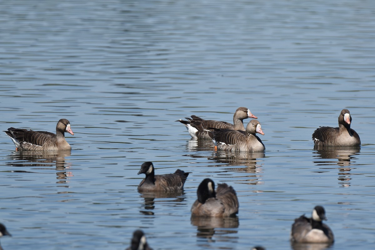 Greater White-fronted Goose - ML328780651