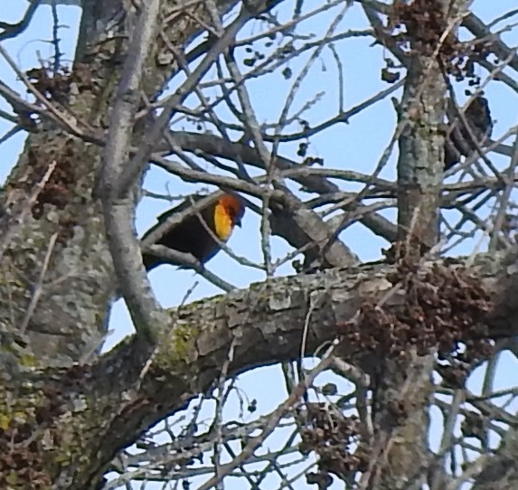 Yellow-headed Blackbird - ML328781111