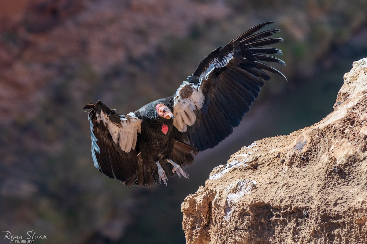 Condor de Californie - ML328787881