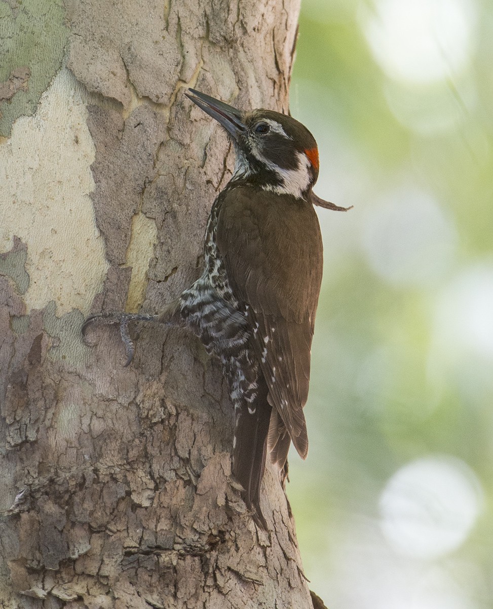 Arizona Woodpecker - Bryan Patrick