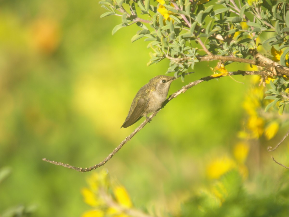 Costa's Hummingbird - Roger Schoedl