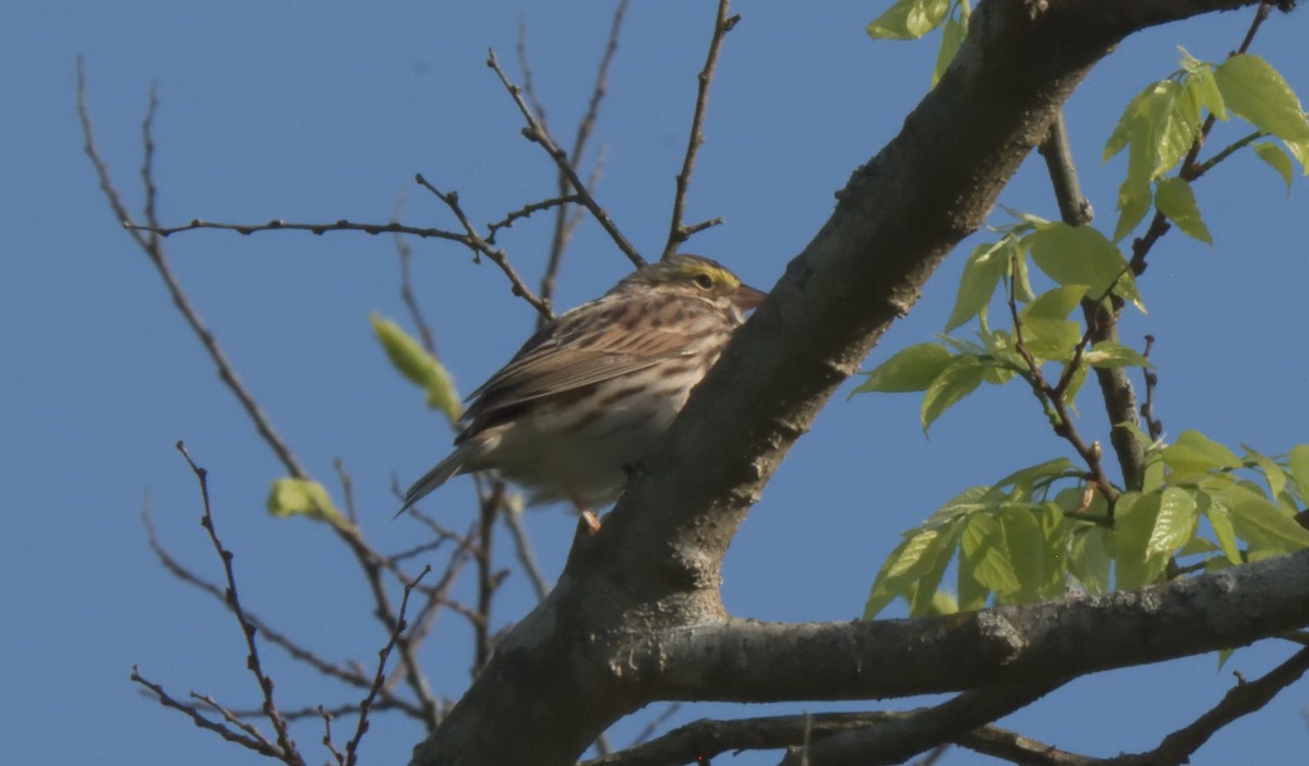 Savannah Sparrow - ML328795901