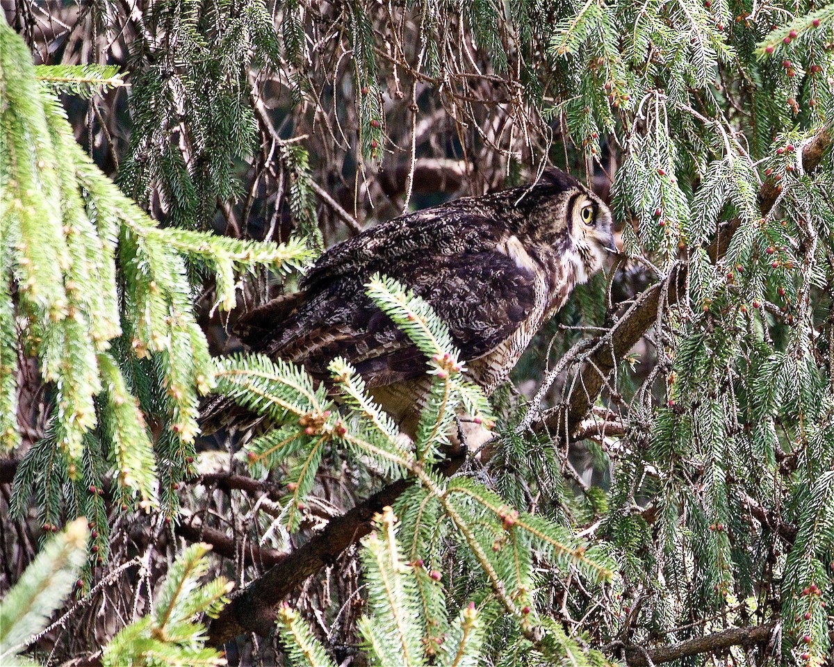 Great Horned Owl - ML328797041
