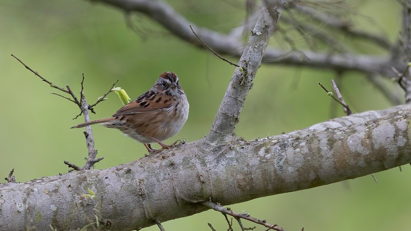 Swamp Sparrow - Robert Tizard
