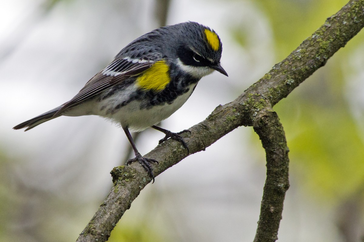 Yellow-rumped Warbler (Myrtle) - Rob Dickerson
