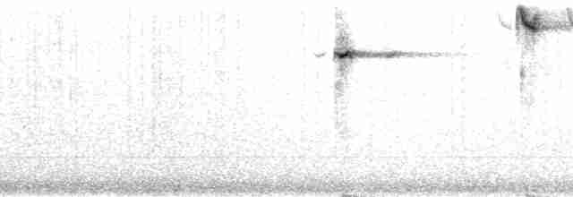 White-eared Myza - ML32881