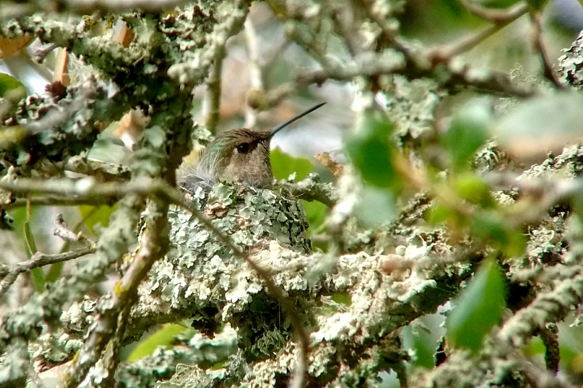 Anna's Hummingbird - Murray Berner