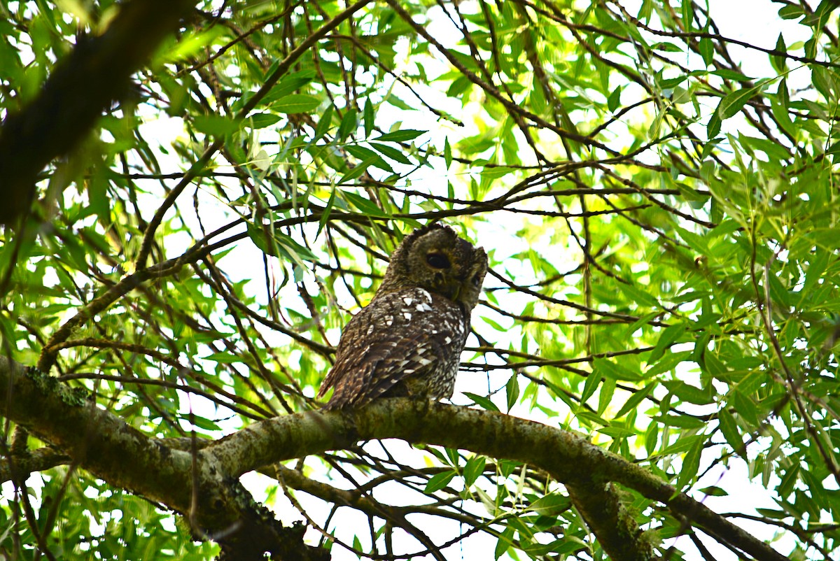 Tawny Owl - ML328817181