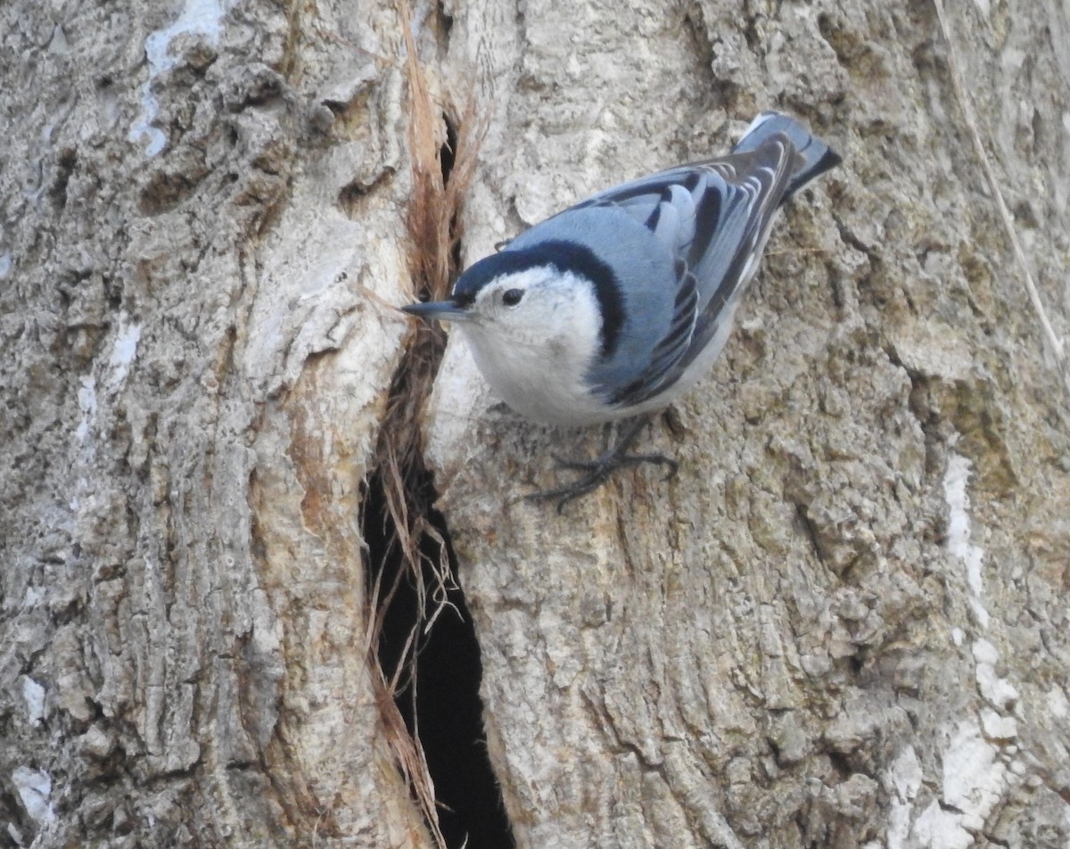 White-breasted Nuthatch - ML328818631