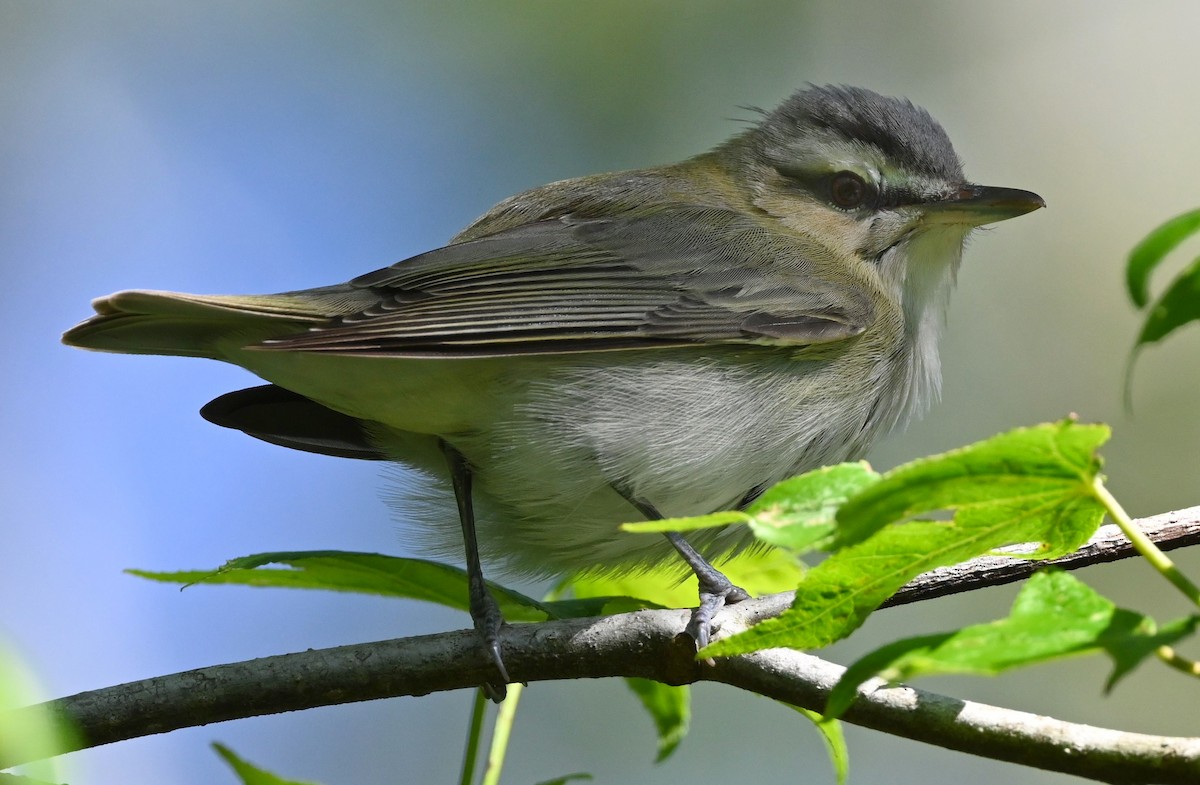 eBird Checklist - 19 Apr 2021 - Dauphin Island--Goat Tree - 19 species