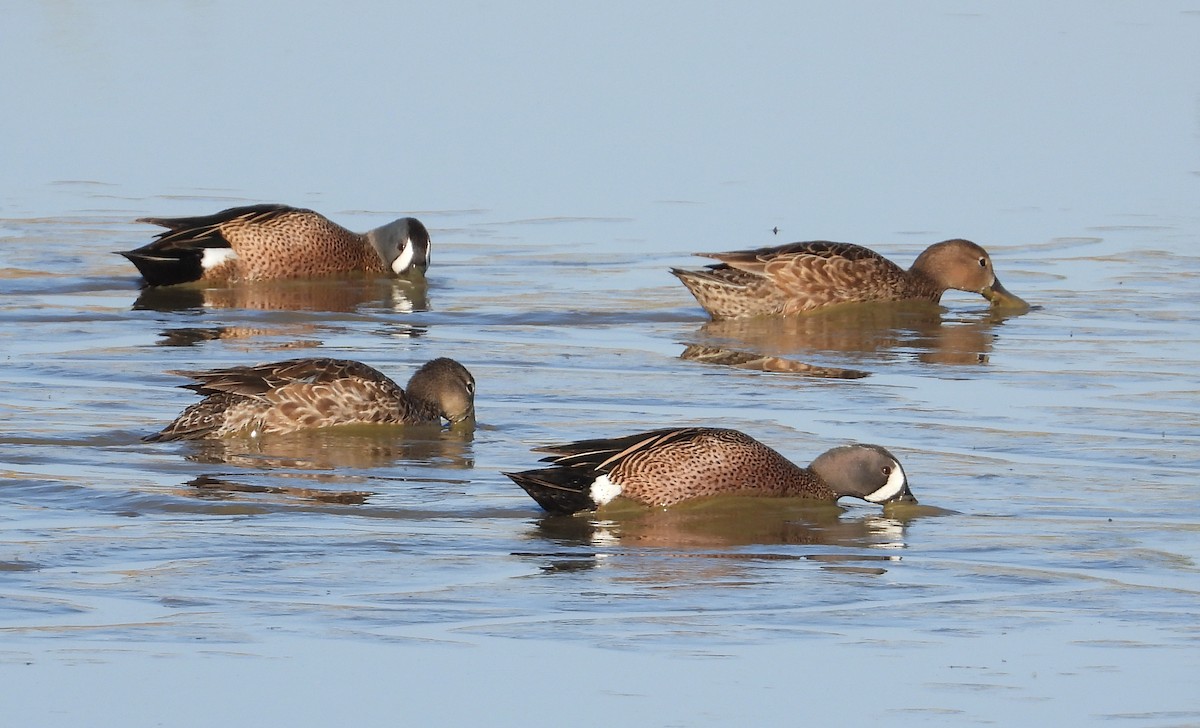 Blue-winged Teal - ML328831331