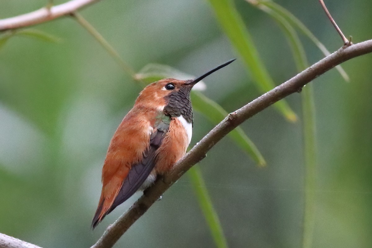 Rufous Hummingbird - J Tanner