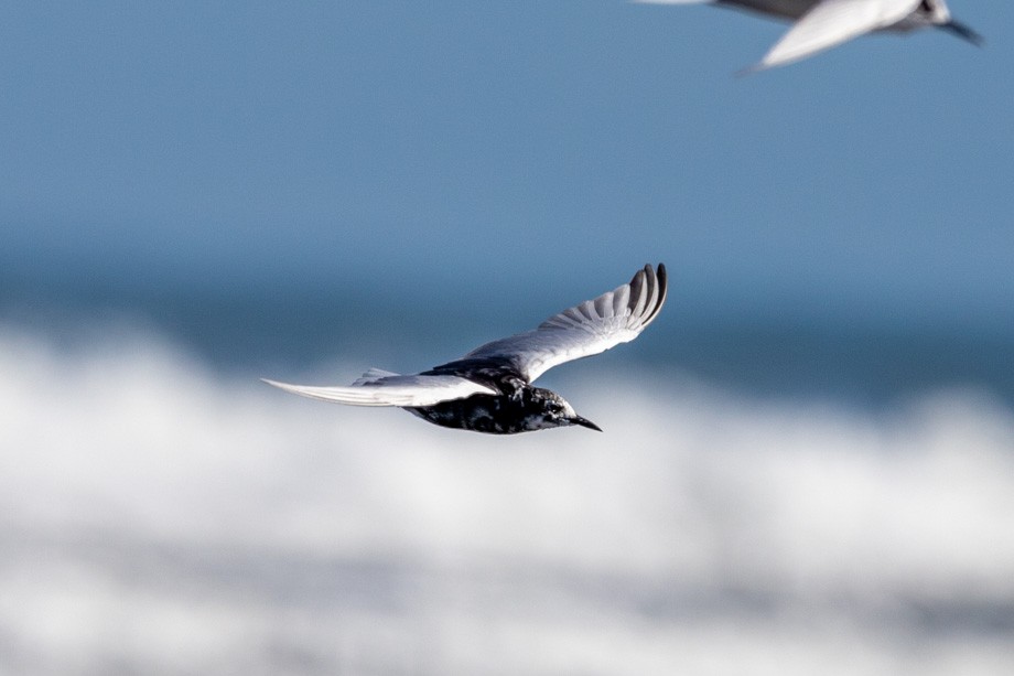 White-winged Tern - Imogen Warren