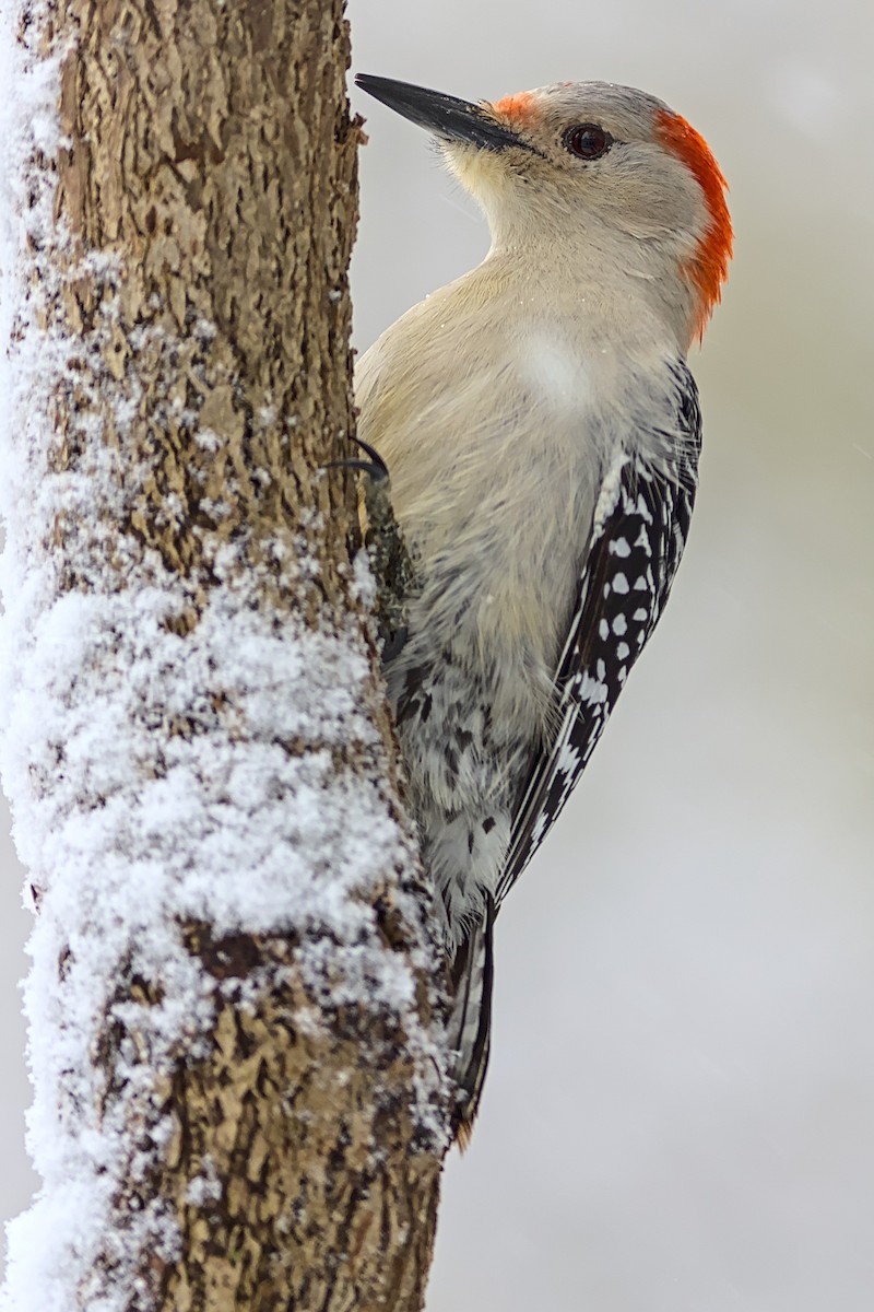Red-bellied Woodpecker - David Guertin