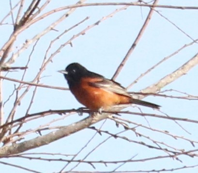 Orchard Oriole - ML328841031