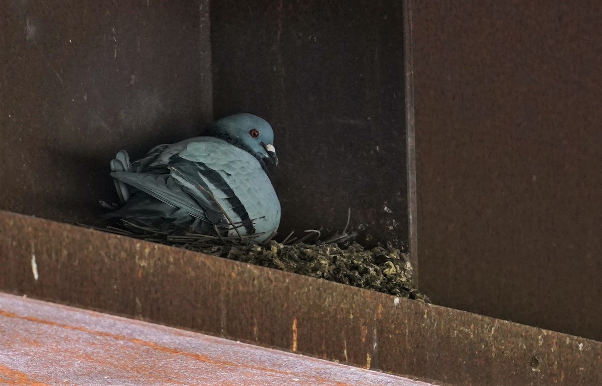 Rock Pigeon (Feral Pigeon) - ML328844061
