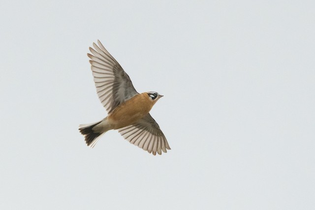 Smith's Longspur