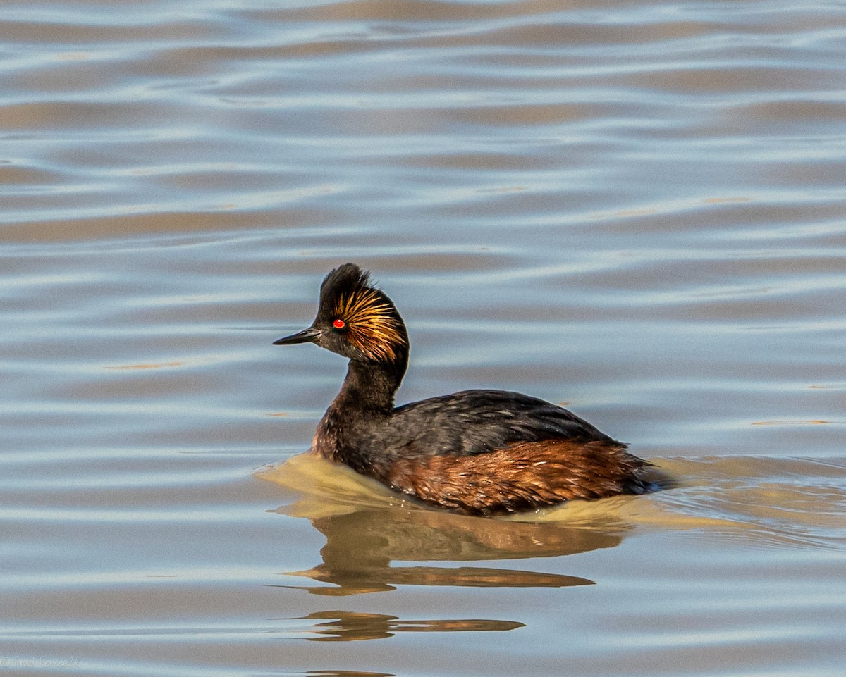 Eared Grebe - Fred Forssell