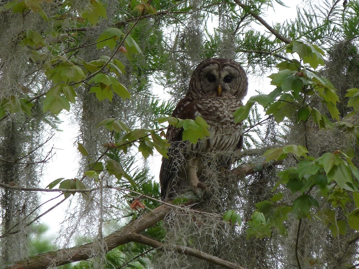 Barred Owl - ML328859061