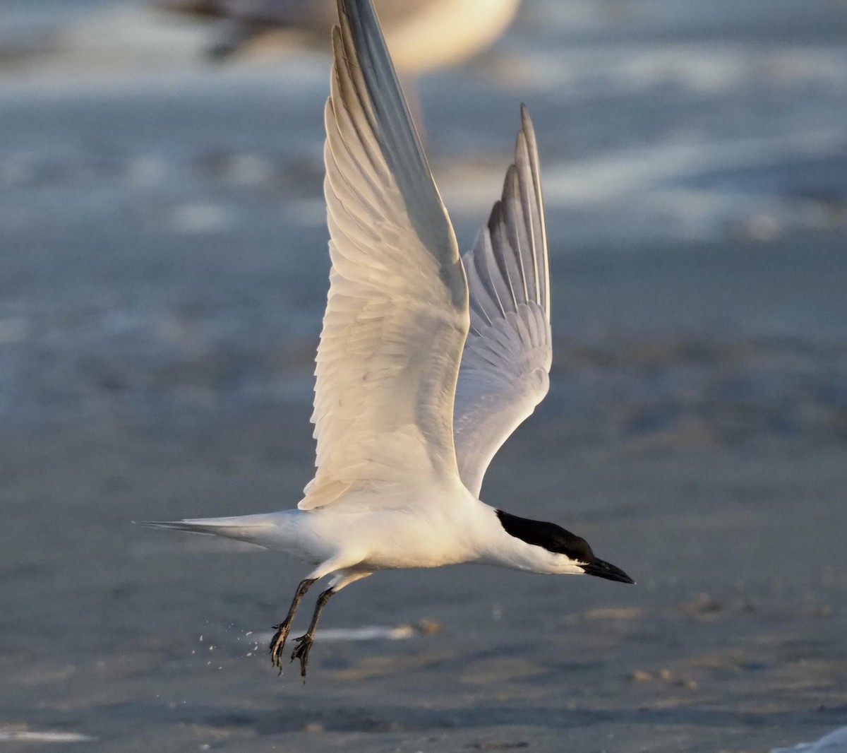 Gull-billed Tern - Yve Morrell