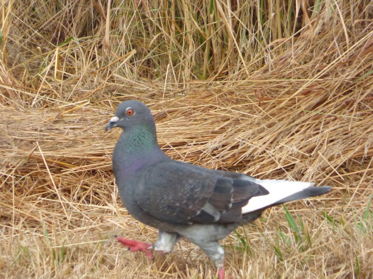 Rock Pigeon (Feral Pigeon) - ML32887371