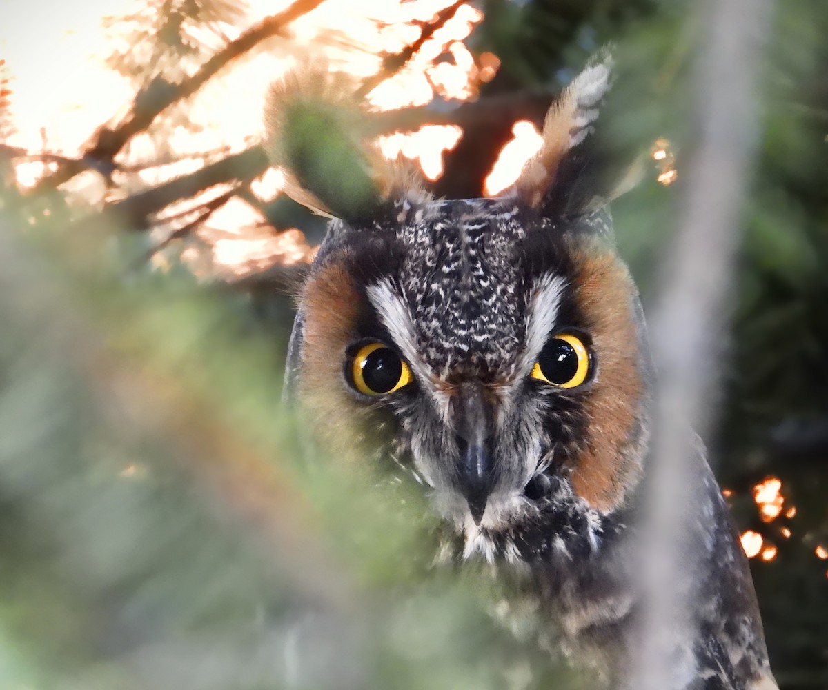 Long-eared Owl - ML328880201