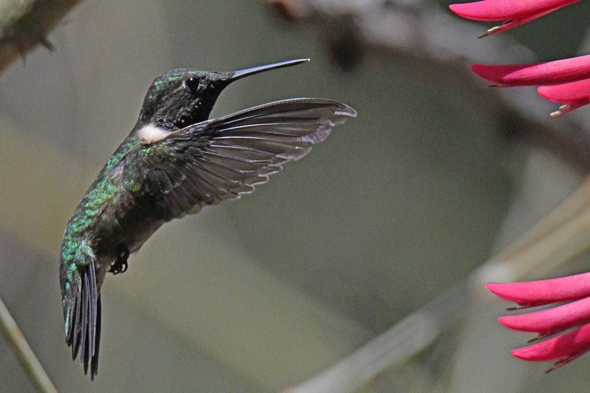 Ruby-throated Hummingbird - Etienne Pracht