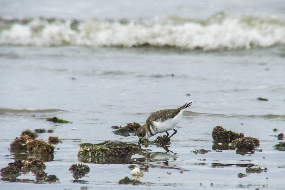 Two-banded Plover - ML328885641