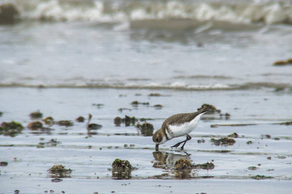 Two-banded Plover - ML328885721