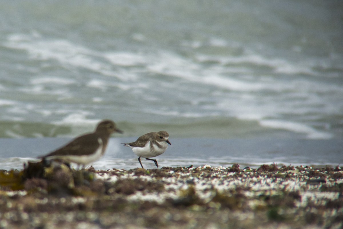 Two-banded Plover - ML328885731