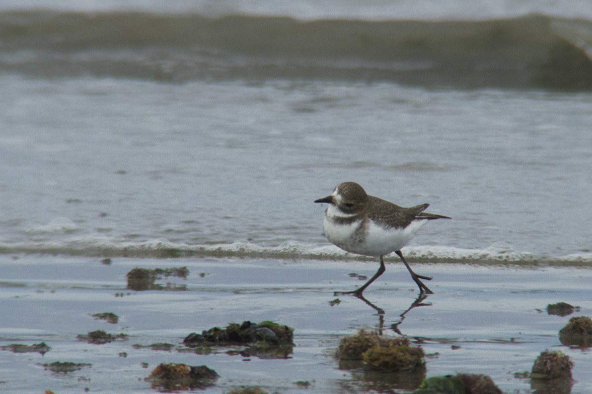 Two-banded Plover - ML328886031