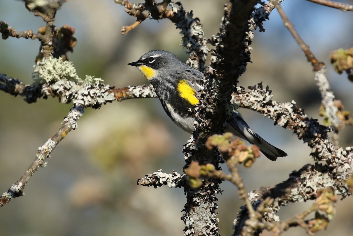 Yellow-rumped Warbler (Myrtle x Audubon's) - Liam Singh