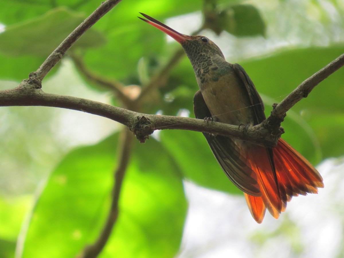 Buff-bellied Hummingbird - John Yochum