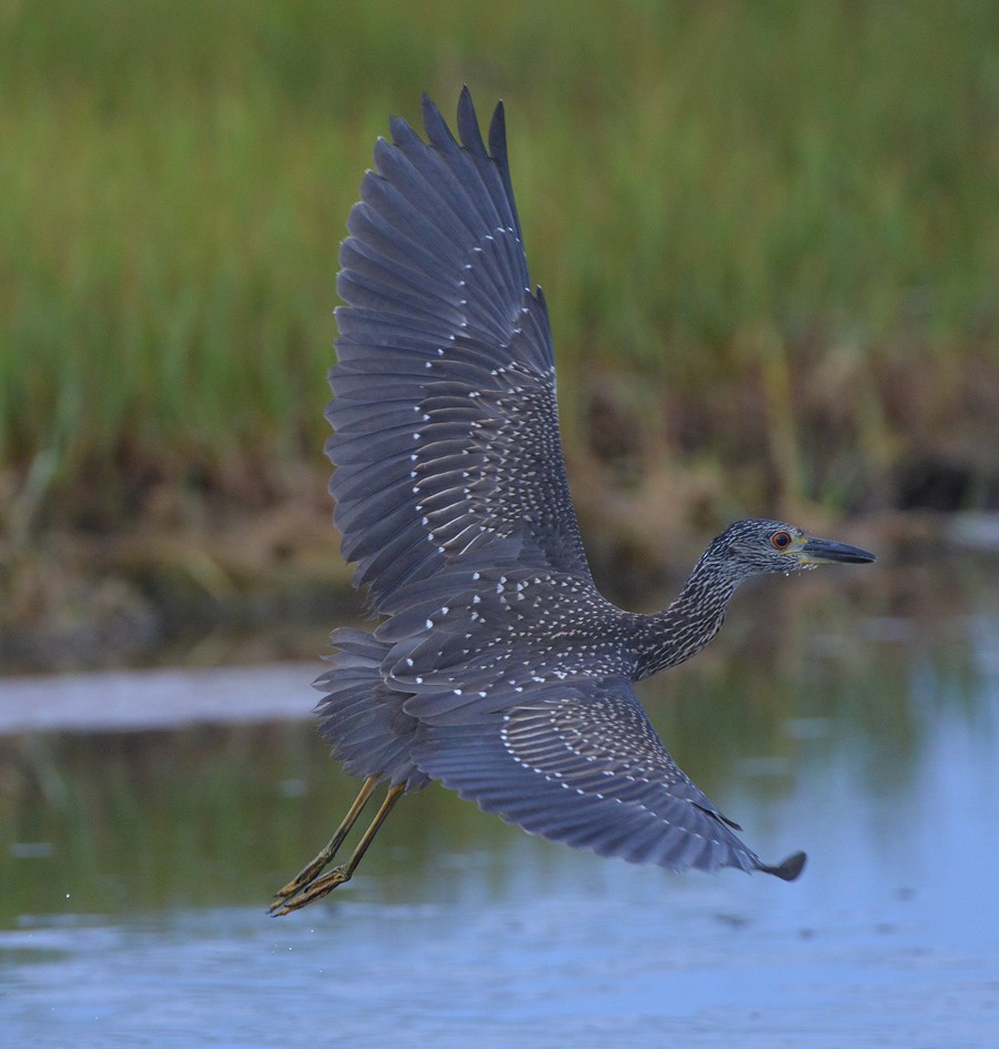 Yellow-crowned Night Heron - Frederick Atwood