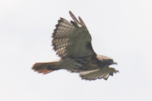 Red-tailed Hawk - ML32889661
