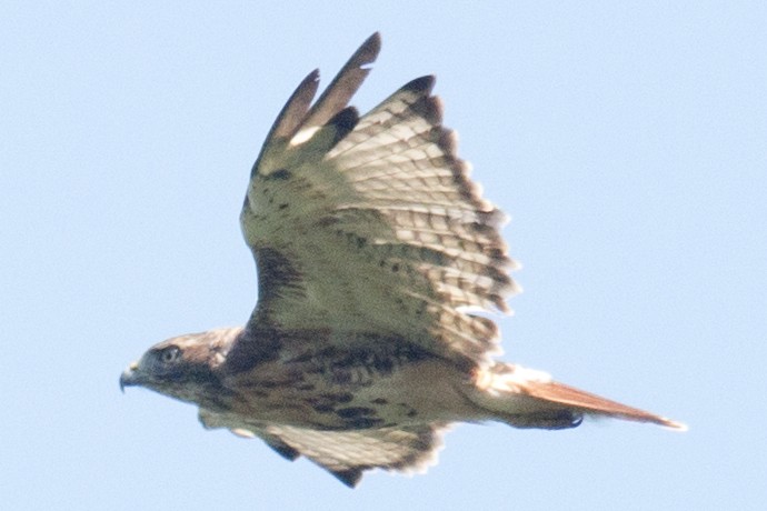 Red-tailed Hawk - ML32889711