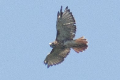 Red-tailed Hawk - ML32889731
