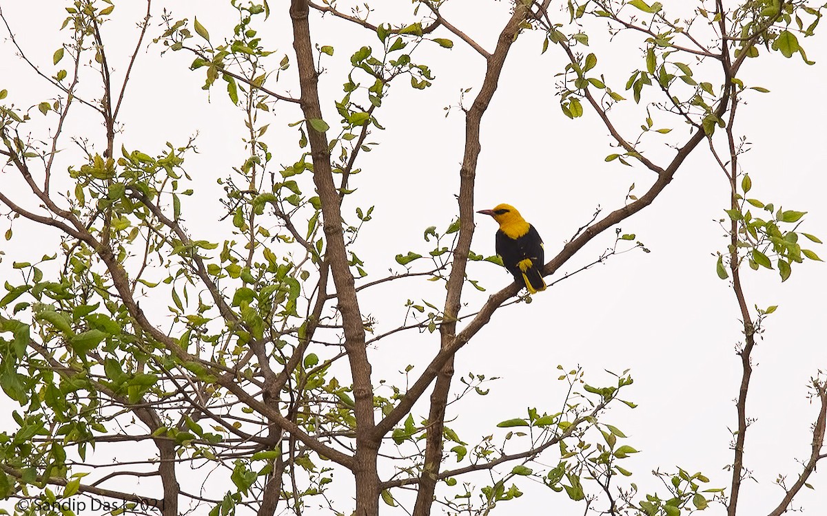 Indian Golden Oriole - ML328897681