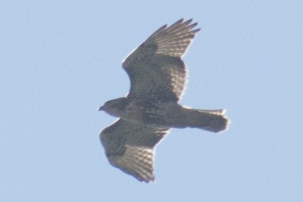 Red-tailed Hawk - ML32889891