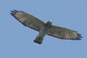 Broad-winged Hawk - ML32890031