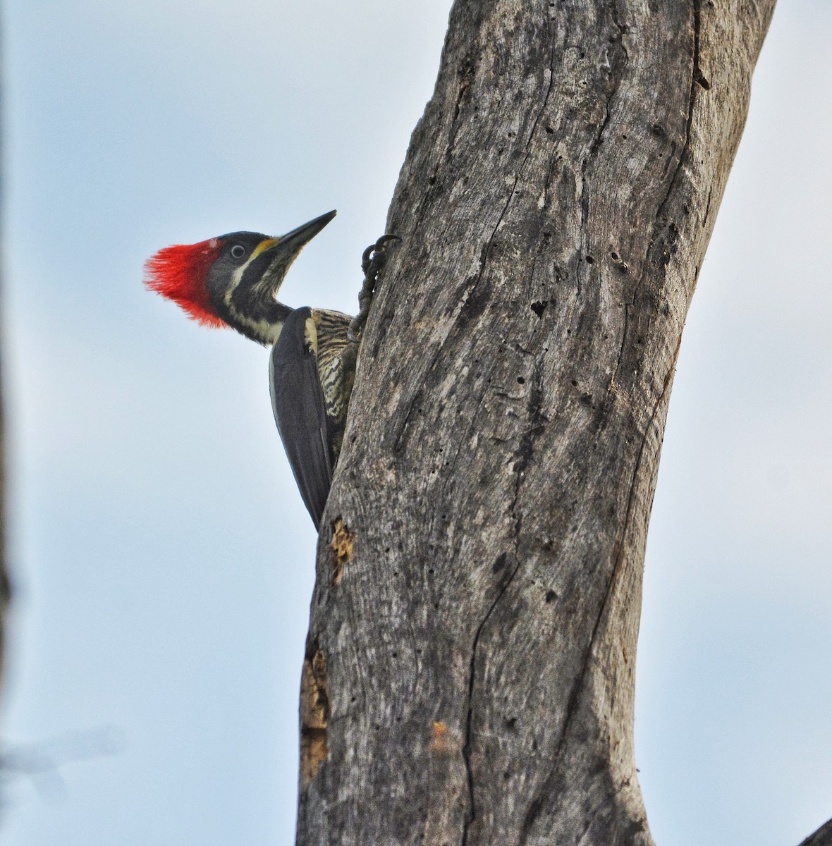 Crimson-crested Woodpecker - Fausto Araujo